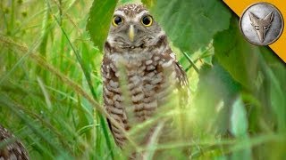 A Rare Glimpse of the Burrowing Owl [upl. by Kirstyn]