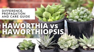 HAWORTHIA VS HAWORTHIOPSIS  Difference Propagation and Care Guide  EASY SUCCULENT to GROW [upl. by Bobette]