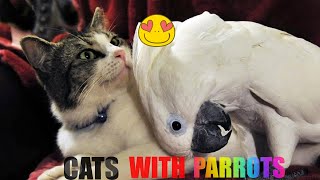 Funny Parrots And Cats Compilation 😿🦜 Cute Parrot Videos [upl. by Betti]