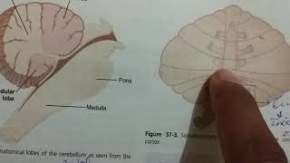 Cerebellum motor function AfferentEfferent pathways Guyton 57 [upl. by Feliza]