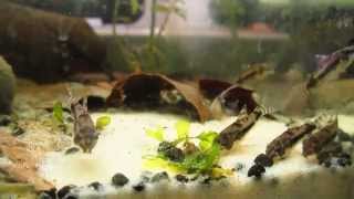 Коридорас хаброзус Corydoras habrosus [upl. by Yelrahs]