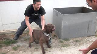 BANDOG 65 months quotVANDA [upl. by Deraj]