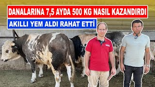 Danalarına 75 Ayda 500 Kg Nasıl Kazandırdı  Akıllı Yem Aldı Rahat Etti [upl. by Jude]