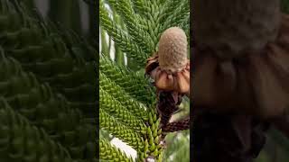 Free climbing a Norfolk pine  Araucaria Heterophylla  Conifer [upl. by Lambard]