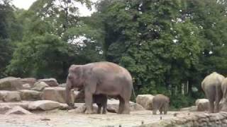 Zoo Emmen NL Rundgang [upl. by Sunil]