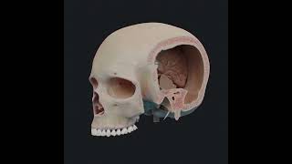 Sagittal section of the skull [upl. by Merrow]