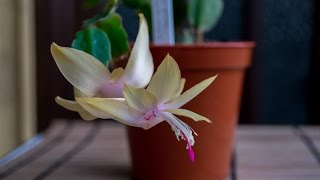 My Schlumbergera truncata Cactus Gold Charm in Golden flower [upl. by Anilac368]