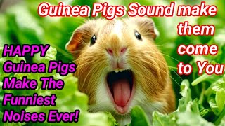 happy guinea pig noises  guinea pig sound make them come to you [upl. by Colson543]