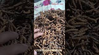 Cordyceps Sinensis Worlds Expensive Mushroom [upl. by Tolmann]