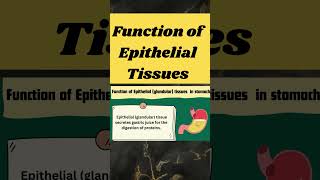 function of epithelial tissues in stomach shorts [upl. by Netsirc]