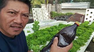 Mixing Nutrients Solution Hydroponics Romaine Lettuce [upl. by Kendal]