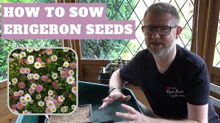 Sowing Erigeron Seeds  How to Sow Erigeron karvinskianus amp annuus  Growing Mexican Fleabane Plants [upl. by Glantz471]