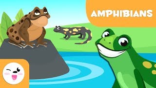 Amphibians for kids  Vertebrate animals  Natural Science For Kids [upl. by Isus]