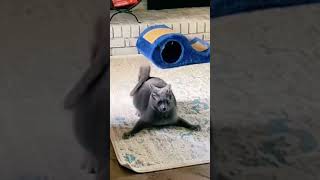 Cat confusing Behaviour funny cat funnyanimal funnycat pets shorts [upl. by Steddman]