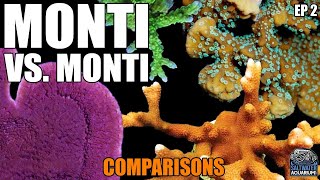 Monti vs Monti  COMPARING Montipora Corals  Capricornis Digitata Undata Encrusting amp More [upl. by Arno]