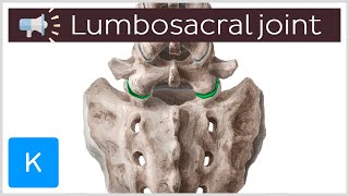 Lumbosacral joint  Anatomical Terms Pronunciation by Kenhub [upl. by Christi146]