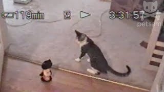 Cat gets jiggy mimicking a toy [upl. by Nette366]