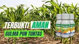 Cornbelt 336 SC Ahlinya Untuk Masalah Gulma di tanaman jagung [upl. by Coady641]