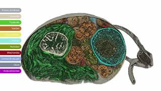 3D imaging of a Chlamydomonas reinhardtii imaged with Hydra Bio PlasmaFIB [upl. by Fedak]