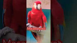 Red Macaw parrot 😍shorts [upl. by Rianna]