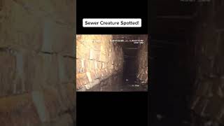 Creepy Sewer Creature Spotted SCARY [upl. by Enavi]