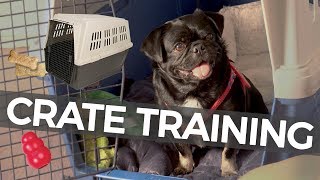 How to Crate Train Your Puppy [upl. by Halima931]