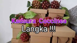 Kadsura Cocinea masih langka di Indonesia [upl. by Orecul]