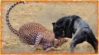 Cane Corso VS Leopard [upl. by Nella427]