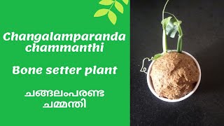 changalamparanda bonesetterplant Changalamparanda chammanthi ചങ്ങലംപരണ്ട ചമ്മന്തി [upl. by Molini]