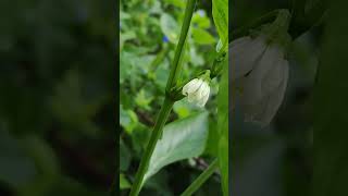 green pepper flower ピーマンの花 [upl. by Amej]