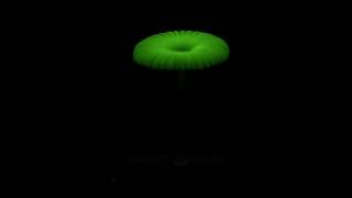 Amazing Glowing Mushroom  Timelapse [upl. by Ahsenad]