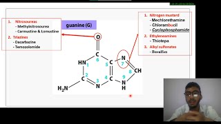 8 Medicinal Chemistry of Antineoplastic drugs  ALKYLATING AGENTS شرح بالعربي [upl. by Annor]