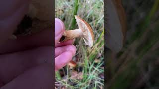 BirchKnight tricholoma fungus nature mushroom september wildmushrooms foraginguk promenade [upl. by Eiltan]