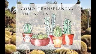 Cómo transplantar un cactus Sin pincharte😏 🌞🌵🌵😎 [upl. by Rattray333]