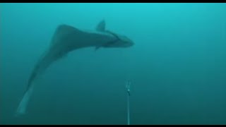 GoPro Halibut Fishing [upl. by Anrev]