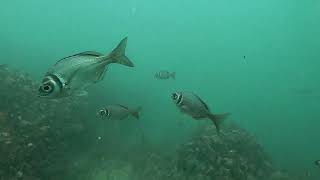 Spearfishing Arniston Jan 2023 [upl. by Alika]