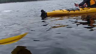 Kayak with Belugas in the Saguenay Fjord [upl. by Thalassa]