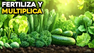 7 Fertilizantes Poderosos para Multiplicar Vegetales en tu Huerto [upl. by Ttennaej]