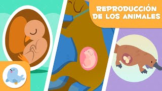 REPRODUCCIÓN de los ANIMALES 🐶🐦 SEXUAL Y ASEXUAL 🥚🤰🏻 OVÍPAROS VIVÍPAROS Y OVOVIVÍPAROS [upl. by Annaoy330]