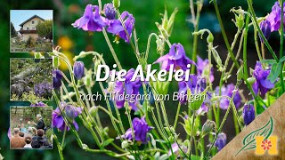 Die Akelei bei Hildegard von Bingen [upl. by Rourke529]