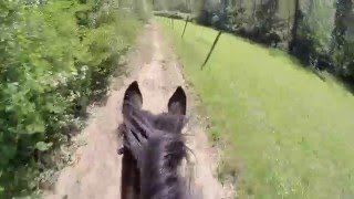 Passeggiata in bitless Purosangue Inglese  GoPro [upl. by Nuhsar173]