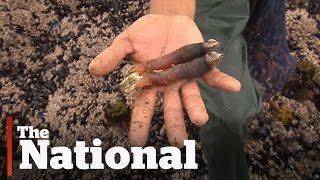 Gooseneck barnacles booming off BC coast [upl. by Odanref]