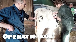 Koe overleeft operatie helaas niet  Boer Gerrit vlogt [upl. by Barsky882]