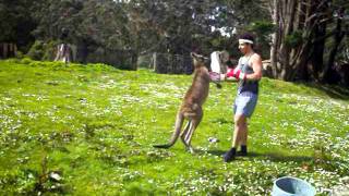 Man VS Kangaroo ROUND 2 [upl. by Letti902]