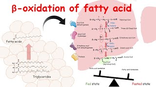 Beta oxidation of fatty acid  Fatty acid catabolism and its regulation [upl. by Hilleary]