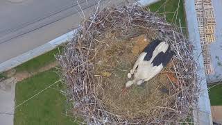 Storks nest with little storks  drone video  Lejleku i bardhe mbi veze [upl. by Vincelette]