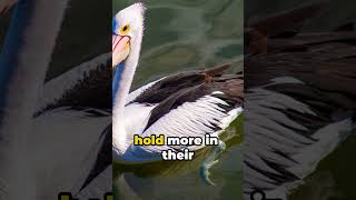 Did you know this about Pelican  facts interestingfacts shortfacts youtubeshorts subscribe [upl. by Naujit]