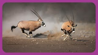 Gemsbok Antelope in The Wild [upl. by Gnart]