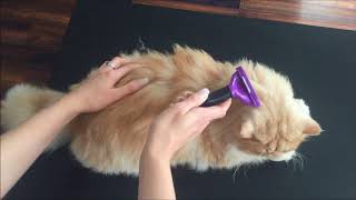 FURminator For Cats Review [upl. by Ytsenoh]