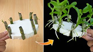 Revealing how to propagate orchids with water is easy anyone can do it [upl. by Ccasi]